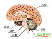 单发脑梗死性痴呆